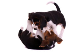 Beagles von Amade Austria